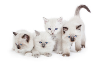 Fototapeta na wymiar Cute Ragdoll kittens