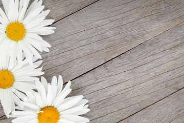 Obraz premium Daisy camomile flowers on wooden background