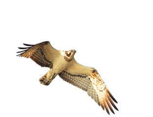 Osprey