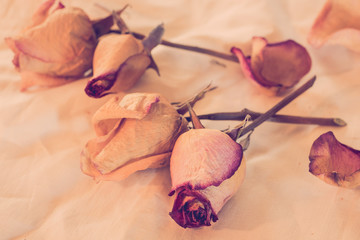 Dried Roses with vintage effect