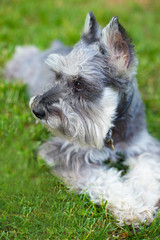 Handsome miniature Schnauzer dog in grass