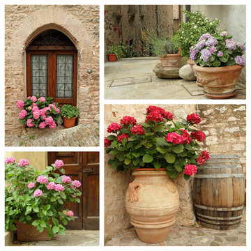 group of images with flowering hortensia plants in pots
