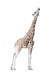 Giraffe isolated on white background