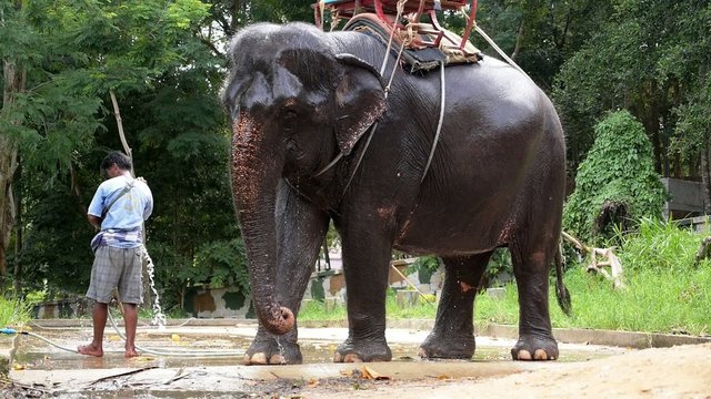 Baby Elephant Taking Bath. Thailand. Slow Motion.