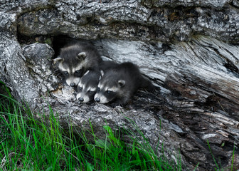 Trio of Baby Raccoons (Procyon lotor) Huddle in Tree