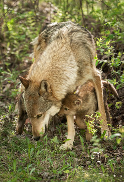 Grey Wolf (Canis lupus) and Pup