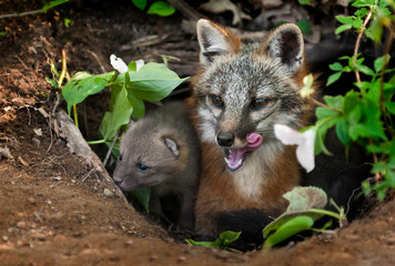 Grey Fox Vixen & Kit (Urocyon cinereoargenteus) in Den - Yawn