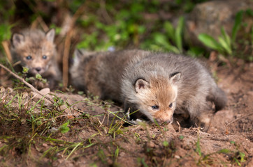 Three Red Fox Kits (Vulpes vulpes) Sniff Around Near Den