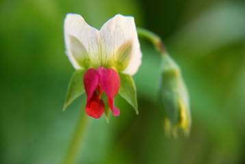 Fototapeta premium エンドウ豆