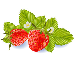 Fraises