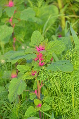 goosefoot