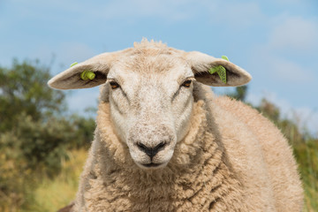 Sheep staring up close view head