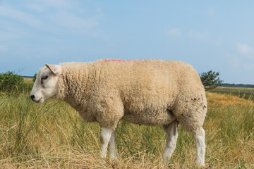 Obraz premium Sheep eating grass in summer
