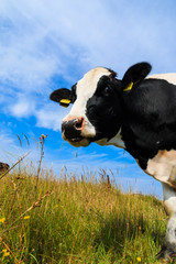 Curious dairy cow standing in field