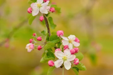 Fotobehang Natuur Appel bloem