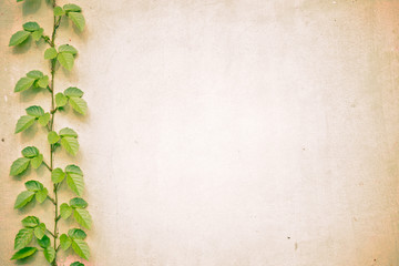 concrete background with vine plant at the edge