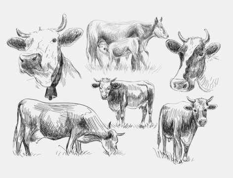 cow, cows, farm animals