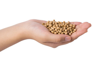 hand holding of soy bean, isolated on white