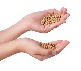 Fototapeta premium hand holding of soy bean, isolated on white