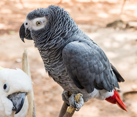african grey parrot - 68455978