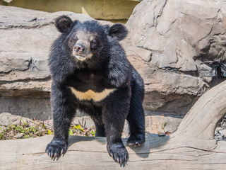 Asian black bear - 68455982