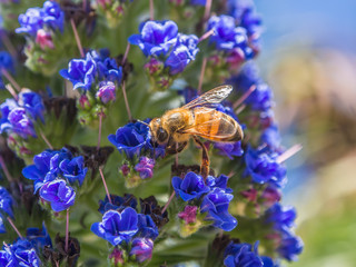 honey bee on flowers - 68457100