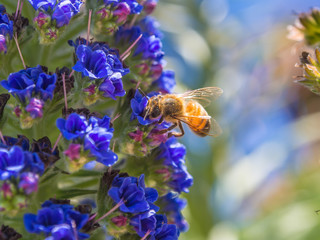 honey bee on flowers - 68457104