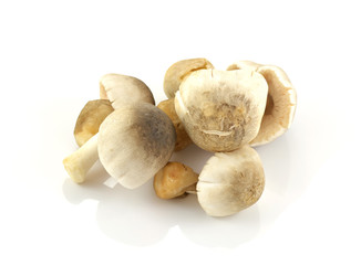 Heap of mushrooms. Isolated on white background