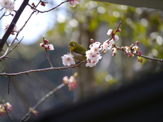 春のめじろ