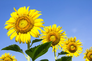 Beautiful sunflowers in the field with bright blue sky