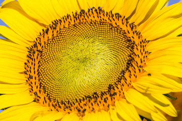 Beautiful sunflowers in the field