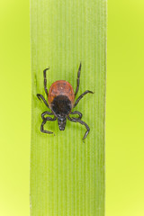 Castor bean tick, Ixodes ricinus on grass blade