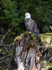 Bald Eagle in forest
