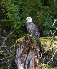 Bald Eagle in forest