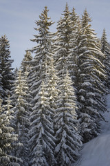 Group of trees in the snow