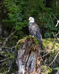 Bald Eagle in forest