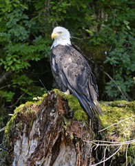 Bald Eagle in forest