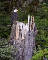 Bald Eagle in forest