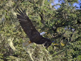 Bald Eagle in forest
