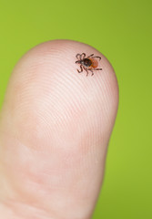 Castor bean tick, Ixodes ricinus crawling on human finger