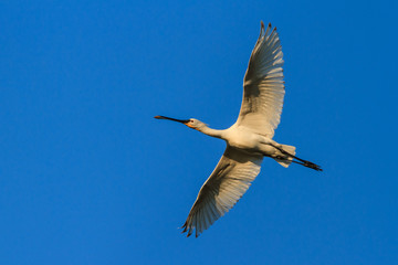 Obraz premium Spoonbill (Platalea leucorodia)
