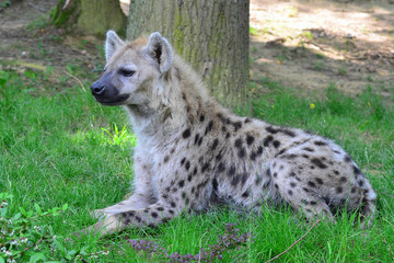 young spotted hyena