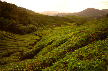 Tea Plantation Fields at Sunrise