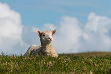 Fototapeta premium little lamb resting on spring meadow