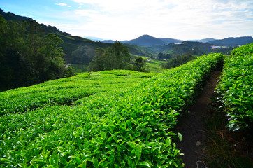 Fototapeta na wymiar Tea Plantation Fields at Sunrise