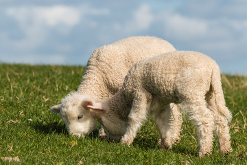 Obraz premium grazing newborn lambs