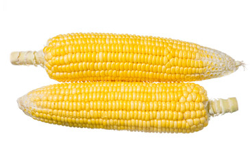 ripe yellow sweet corn isolated on white.