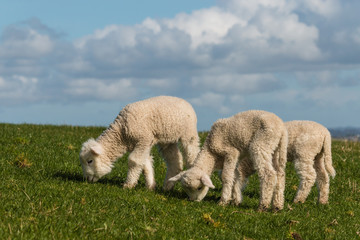 Obraz premium three grazing lamb