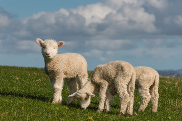 Obraz premium cute lambs grazing on fresh grass