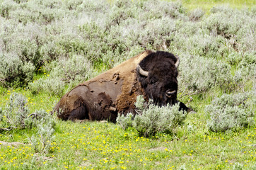 Bison  in Yellowstone national park USA